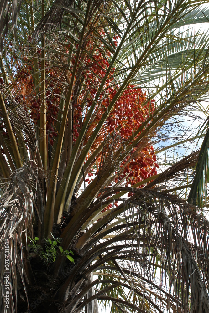 Fototapeta premium Date | Datte