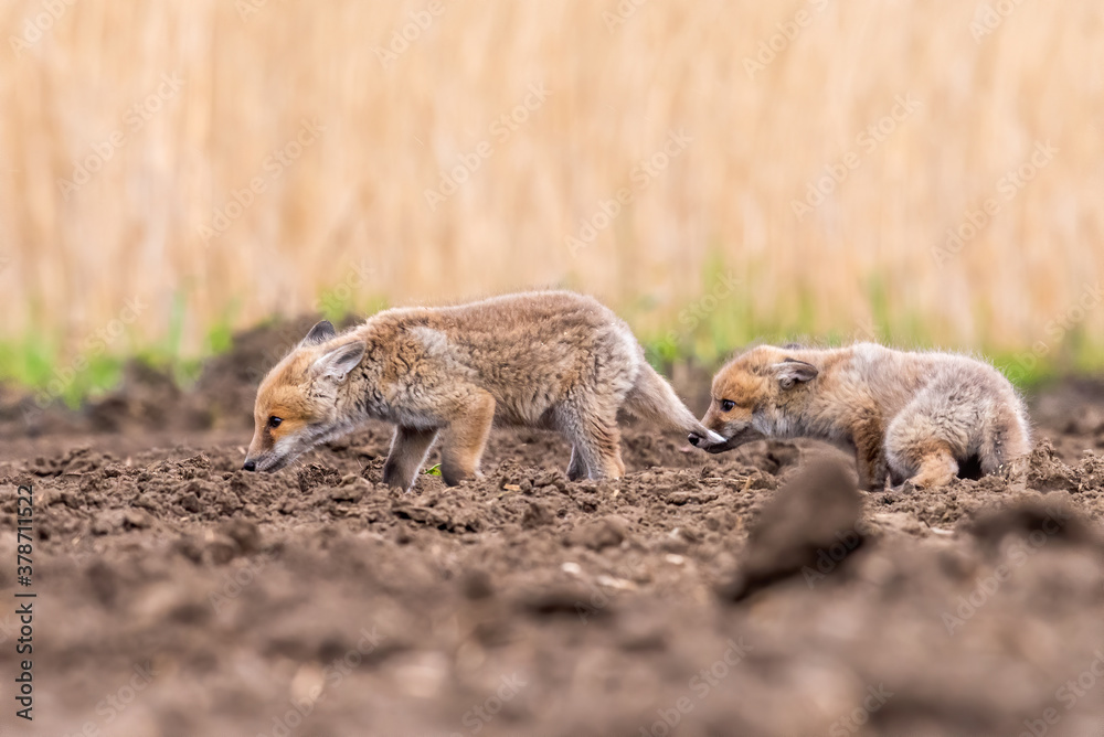 Obraz premium Cute Red Fox, Vulpes vulpes in fall forest. Beautiful animal in the nature habitat. Wildlife scene from the wild nature. Red fox running in orange autumn leaves