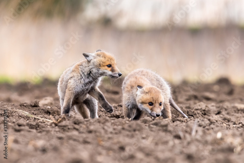 Cute Red Fox, Vulpes vulpes in fall forest. Beautiful animal in the nature habitat. Wildlife scene from the wild nature. Red fox running in orange autumn leaves