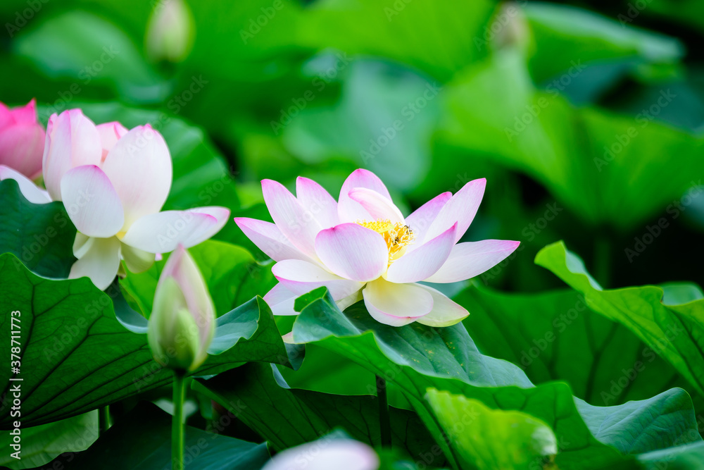 Delicate vivid pink and white water lily flowers (Nymphaeaceae) in full bloom and green leaves on a water surface in a summer garden, beautiful outdoor floral background photographed with soft focus. Delicate vivid pink and white water lily flowers (Nymphaeaceae) in full bloom and green leaves on a water surface in a summer garden, beautiful outdoor floral background photographed with soft focus.