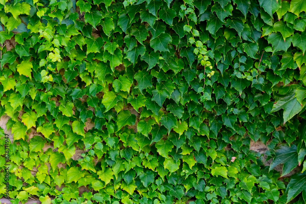 Obraz premium Efeu Ranke Hintergrund Fassade Wand Mauer Fugen Struktur Kletterpflanze alt Gebäude Kontrast Sonne Licht Schatten Nahaufnahme Makro Ivy grün gemauert Maurer Verfall Lost Place 