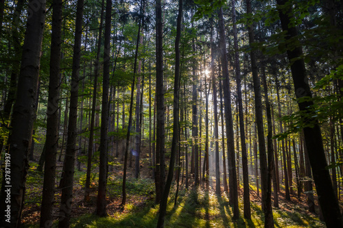 Fototapeta Naklejka Na Ścianę i Meble -  sun rays in green forest 