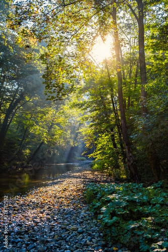Fototapeta Naklejka Na Ścianę i Meble -  morning sun rays in the forest by the river
