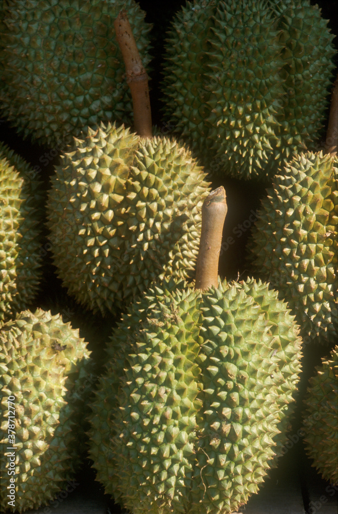 Durian | Durian Durian | Durian