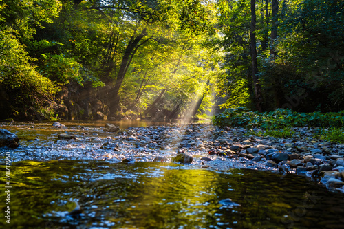 beautiful sun rays in morning forest  by the river 