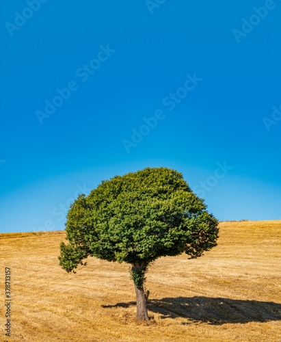 Chestnut tree isolated in the wheat field