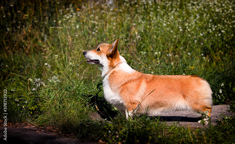 welsh corgi dog on green grass