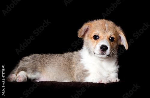 small red welsh corgi puppy lies on a dark background