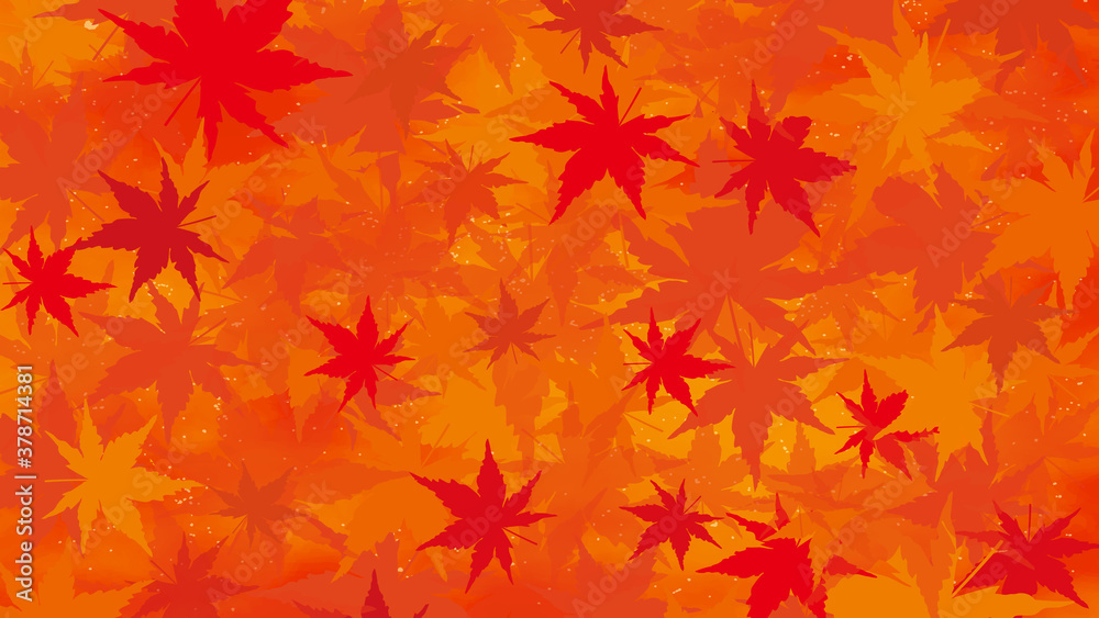 紅葉 イロハモミジ 鮮やかな壁紙背景 紅葉 イロハモミジ 鮮やかな壁紙背景