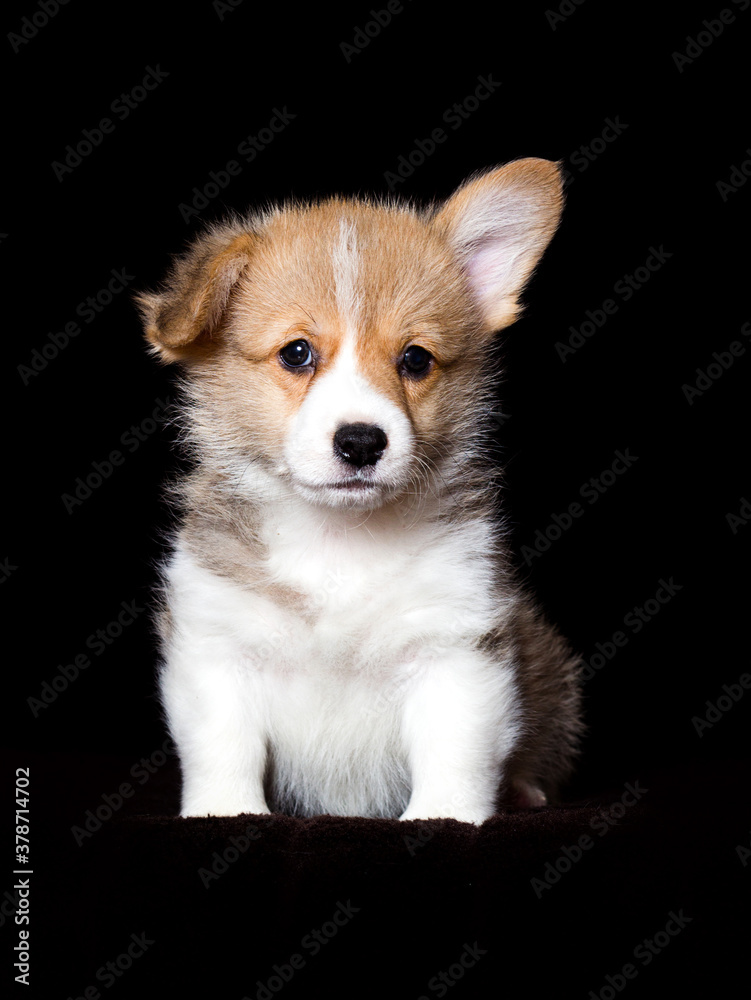 small red welsh corgi puppy sitting on a dark background small red welsh corgi puppy sitting on a dark background