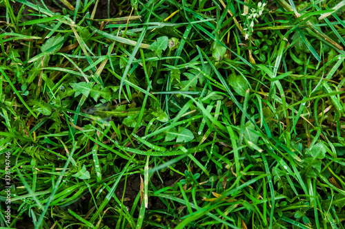 Closeup of long grass blades