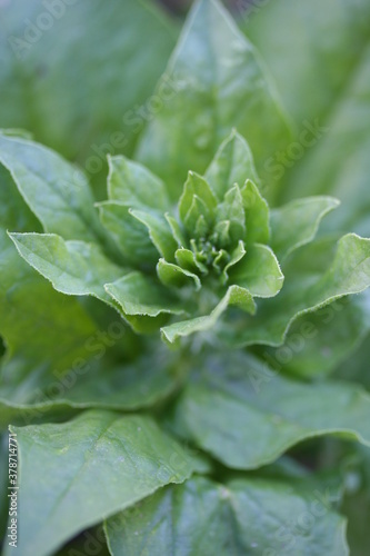 Spinach   Epinard © Benoit Vandangeon