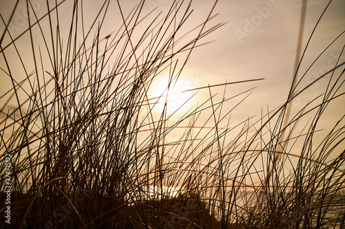 Warm sunset by the water with bushes of grass