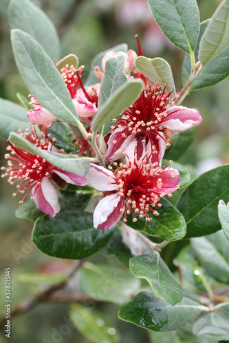Feijoa | Feijoa