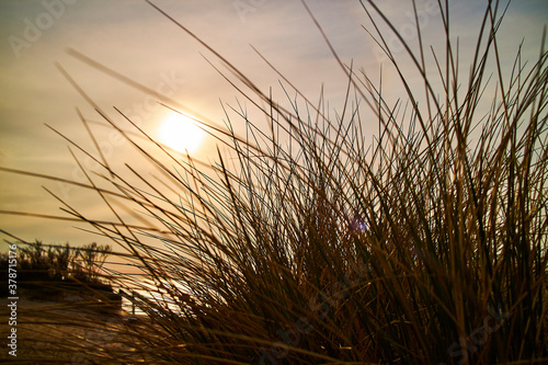 Warm sunset by the water with bushes of grass