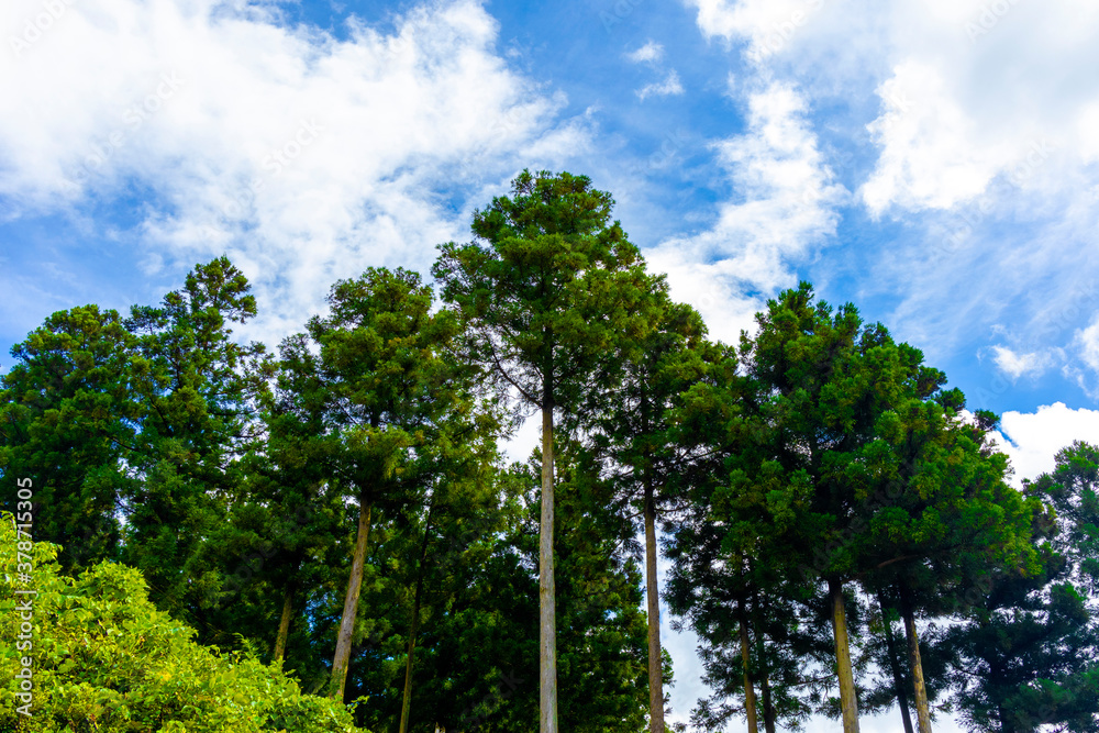 Fototapeta premium Autumn sky and cedar forest 6022