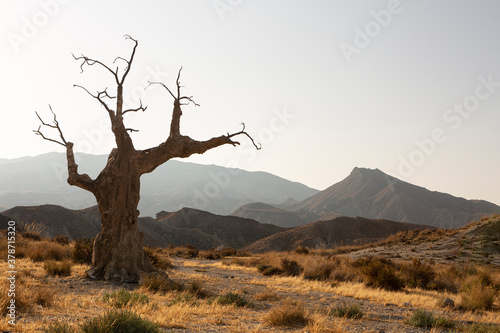 Bild auf Leinwand Desierto de Tabernas, Almería. Árbol y desolación.