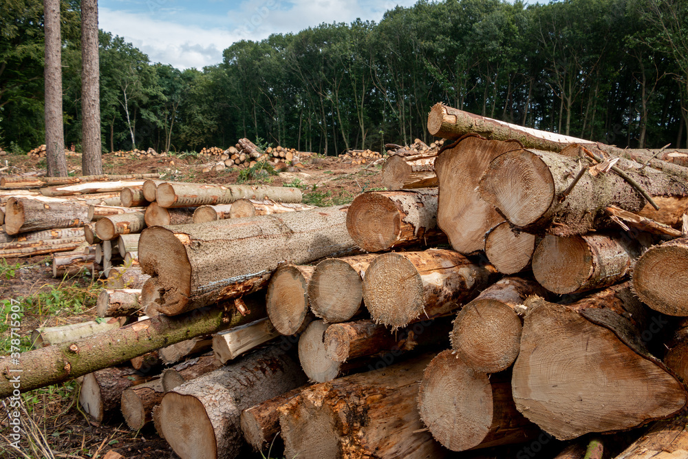 Cut wood in piles in the forest, suitable for biomass or for planks and carpentry Cut wood in piles in the forest, suitable for biomass or for planks and carpentry
