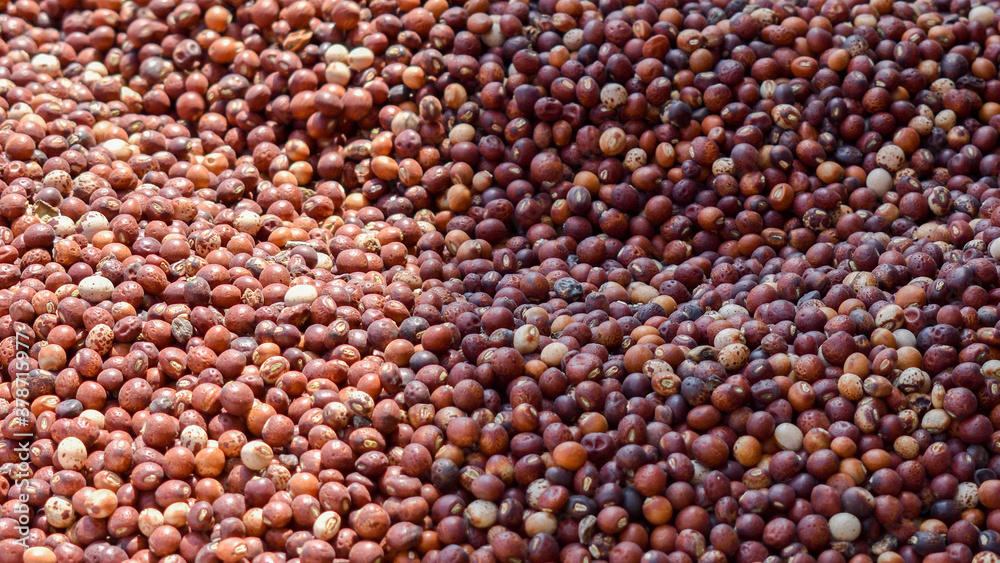 Red Pigeon Peas (Cajanus cajan) harvested and dry in the sun. Red Pigeon Peas (Cajanus cajan) harvested and dry in the sun.