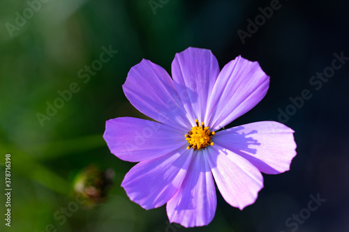 Purple flower of Cosmos bipinnatus, commonly called the garden cosmos or Mexican aster in macro lens shoot.