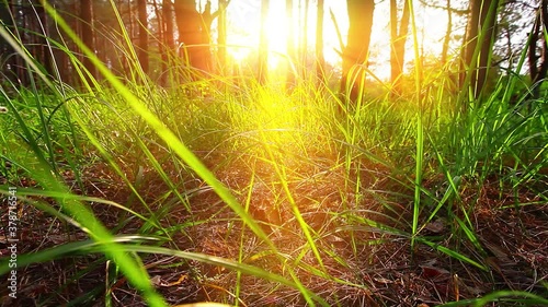 morning in a  forest slow motion