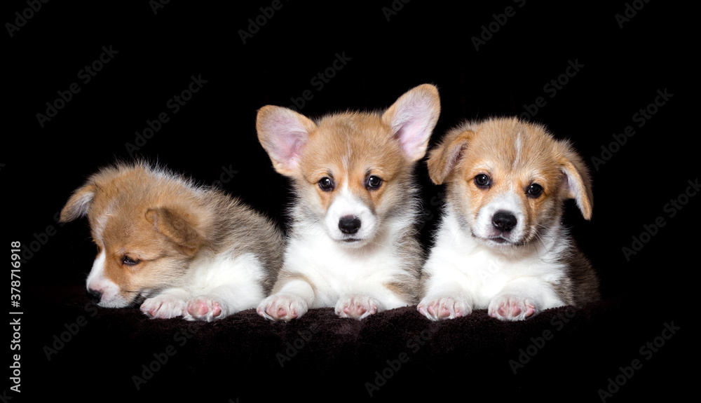 three small red welsh corgi puppy on a dark background three small red welsh corgi puppy on a dark background