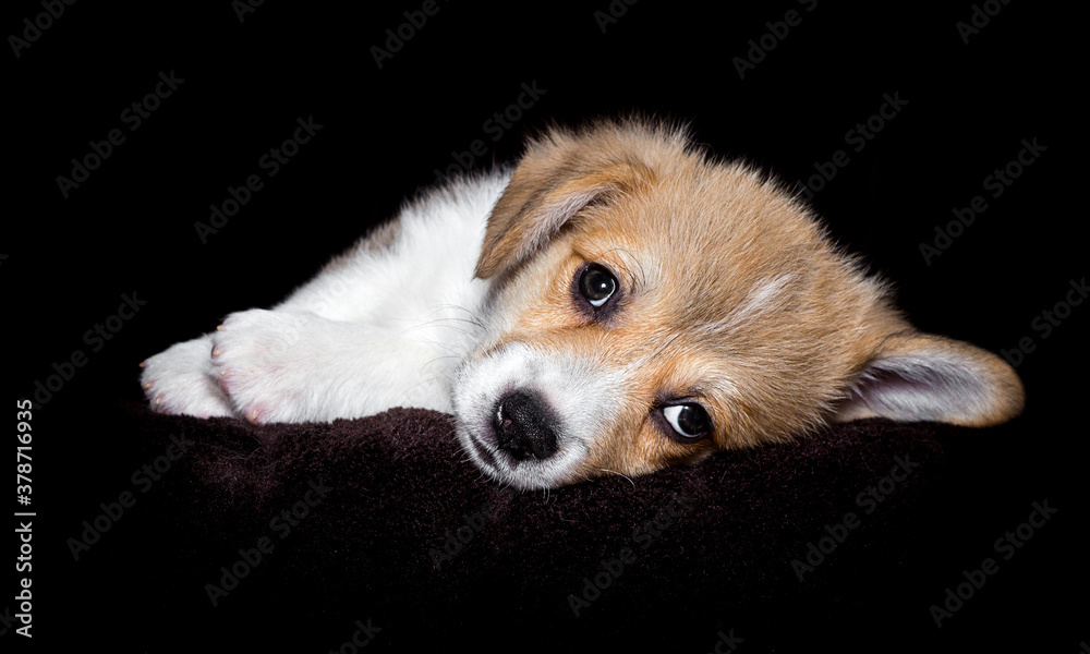 small red welsh corgi puppy lies on a dark background