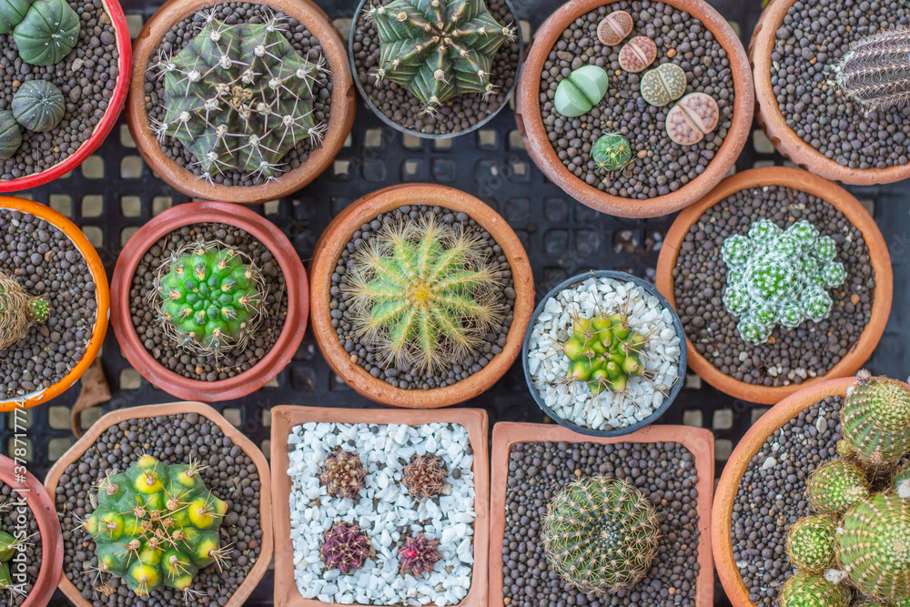 Collection of cactus and plants in different pots Potted cactus Collection of cactus and plants in different pots Potted cactus