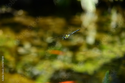 Libelle über dem Teich