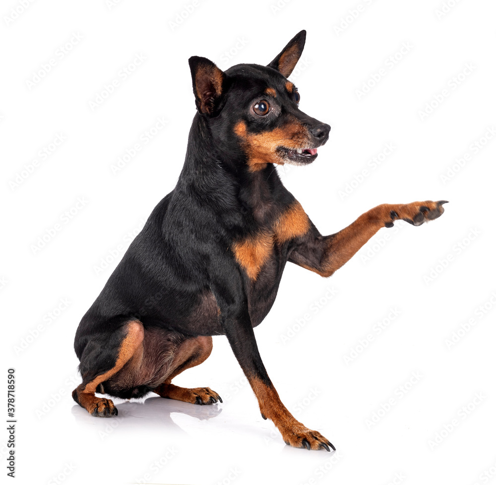 pinscher in studio