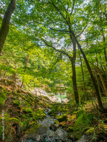 A stream flowing through the forest  Tochigi  Japan 