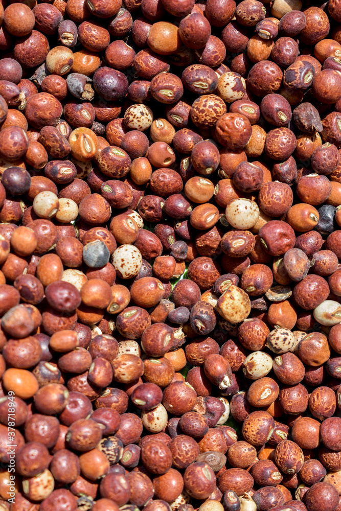 Red Pigeon Peas (Cajanus cajan) harvested and dry in the sun. Red Pigeon Peas (Cajanus cajan) harvested and dry in the sun.