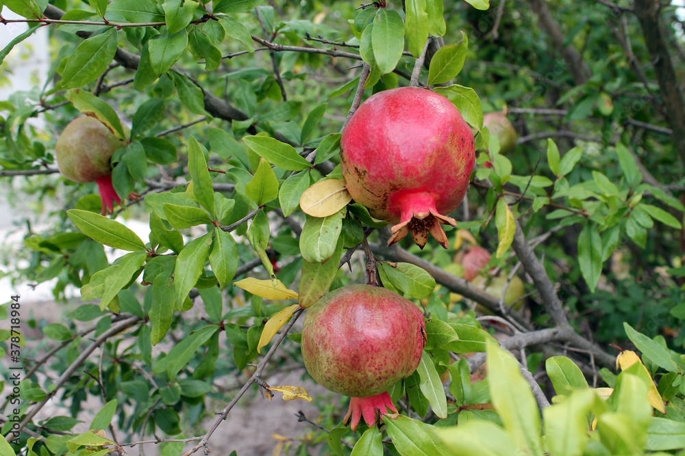 The pomegranate fruit grows on a tree and ripens in the sun. The concept of growing organic fruits on the site, healthy and healthy food. The pomegranate fruit grows on a tree and ripens in the sun. The concept of growing organic fruits on the site, healthy and healthy food.