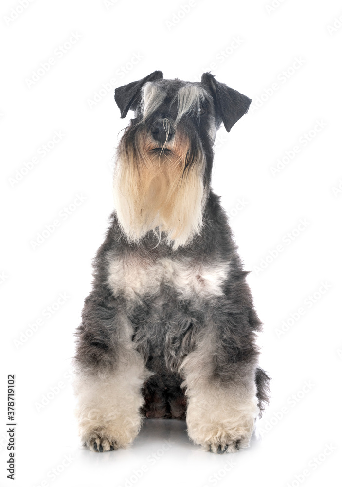 miniature schnauzer in studio