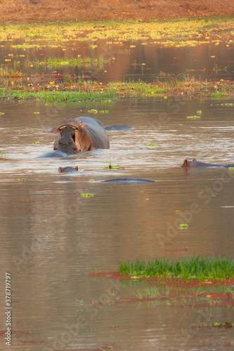 Hyppo in nature, portrait of hyppopotamus and hyppo life in the water, in Malawi national park photo