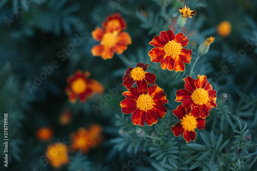 Bright orange marigold flowers (Tagetes patula) on dark green background. photo