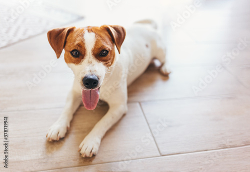 Adorable puppy Jack Russell Terrier lying on a wooden floor at home.