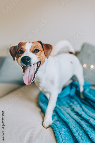 Cute puppy Jack Russell Terrier on a sofa with blue blanket.