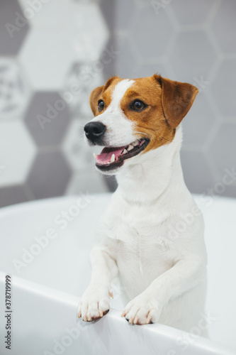 Cute puppy Jack Russell Terrier in a bathroom waiting for a bathing.