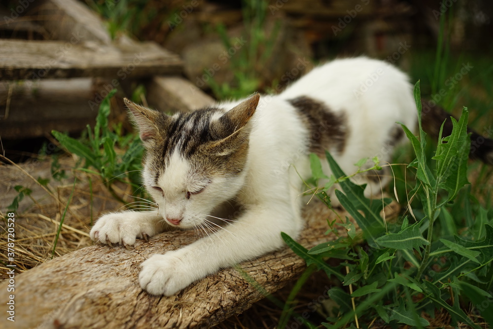 white cat sharpening its claws on a wooden plank in the garden white cat sharpening its claws on a wooden plank in the garden