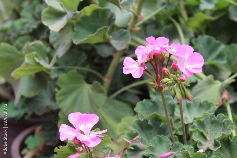 morning beauty of pink flowers in the garden of lavasa morning beauty of pink flowers in the garden of lavasa