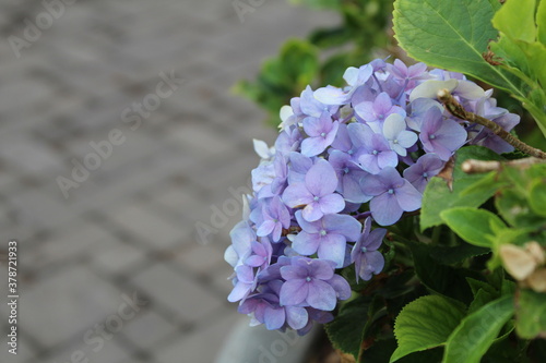 Bunch of gorgeous light violet flowers on the street of lavasa in the morning