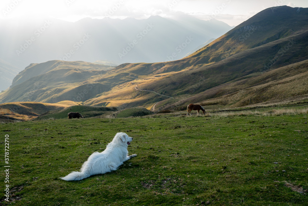 Naklejka premium chien
