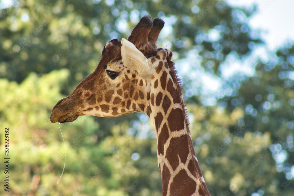 Bébé girafe Bébé girafe
