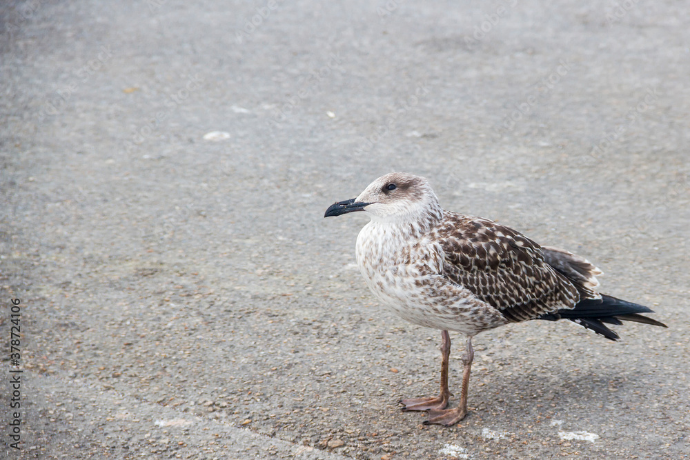 Young yellow legged gull Young yellow legged gull