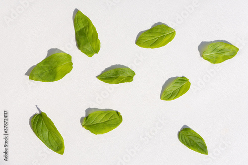 Mint leaves on a white background. Isolated green mint leaves. The composition of the leaves of mint on a light background in natural sunlight. Medicinal garden plant. Green design.