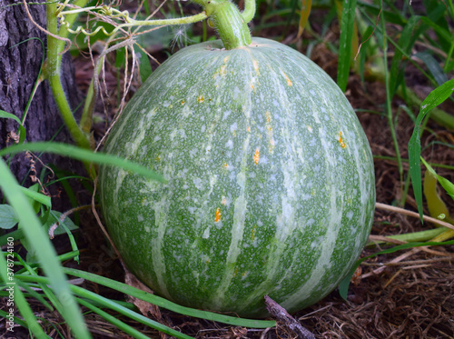 Unripe gourd (Cucurbitaceae) in the garden. Pumpkin and watermelon hybrid, is called a kavbuz.