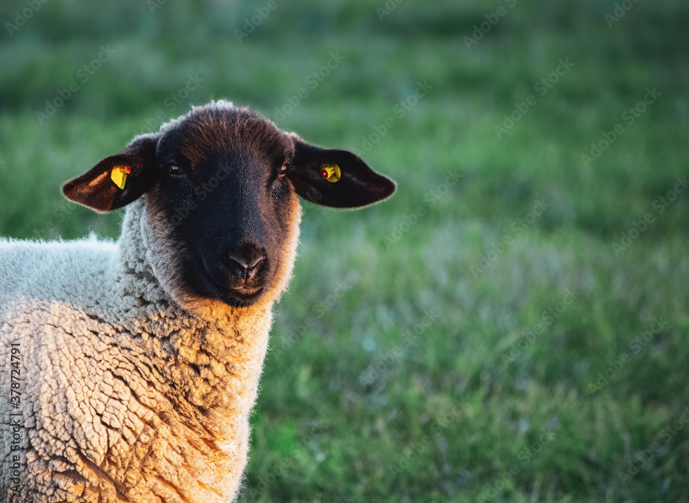Naklejka premium Schaf im Sonnenuntergang