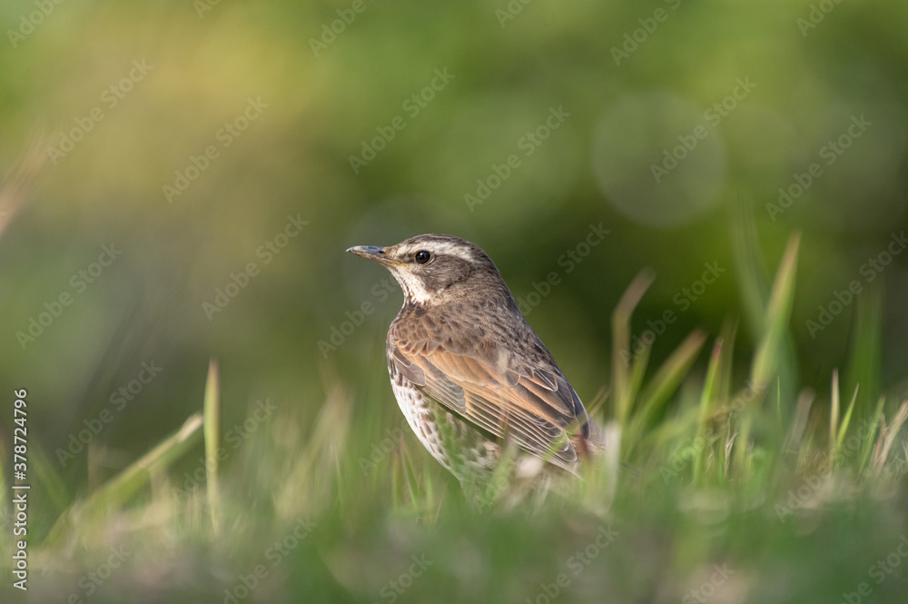 Fototapeta premium 可愛い野鳥 ツグミ