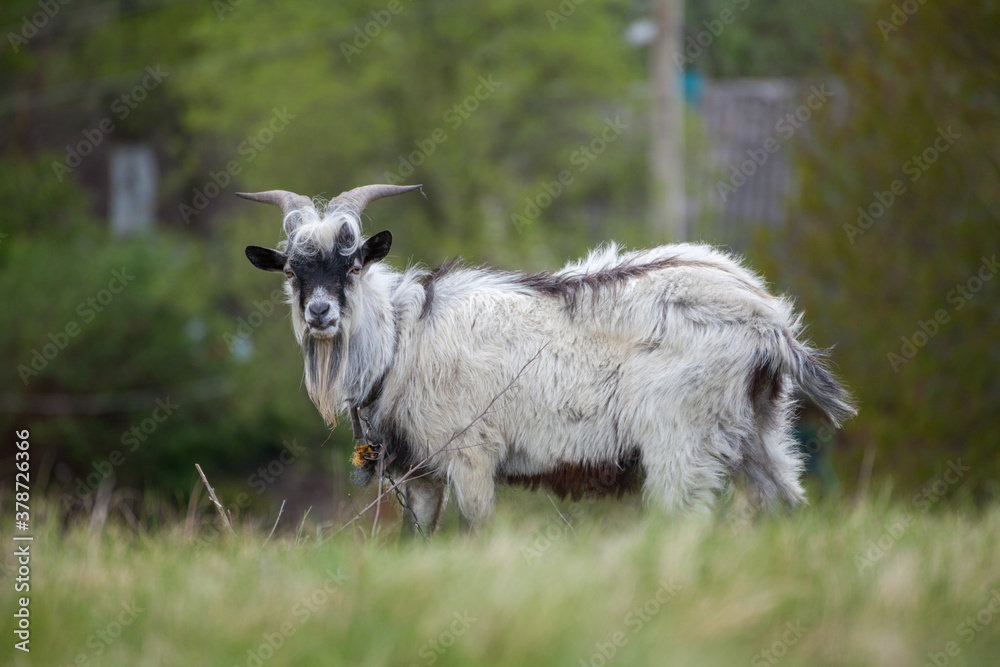 Obraz premium Domestic goat